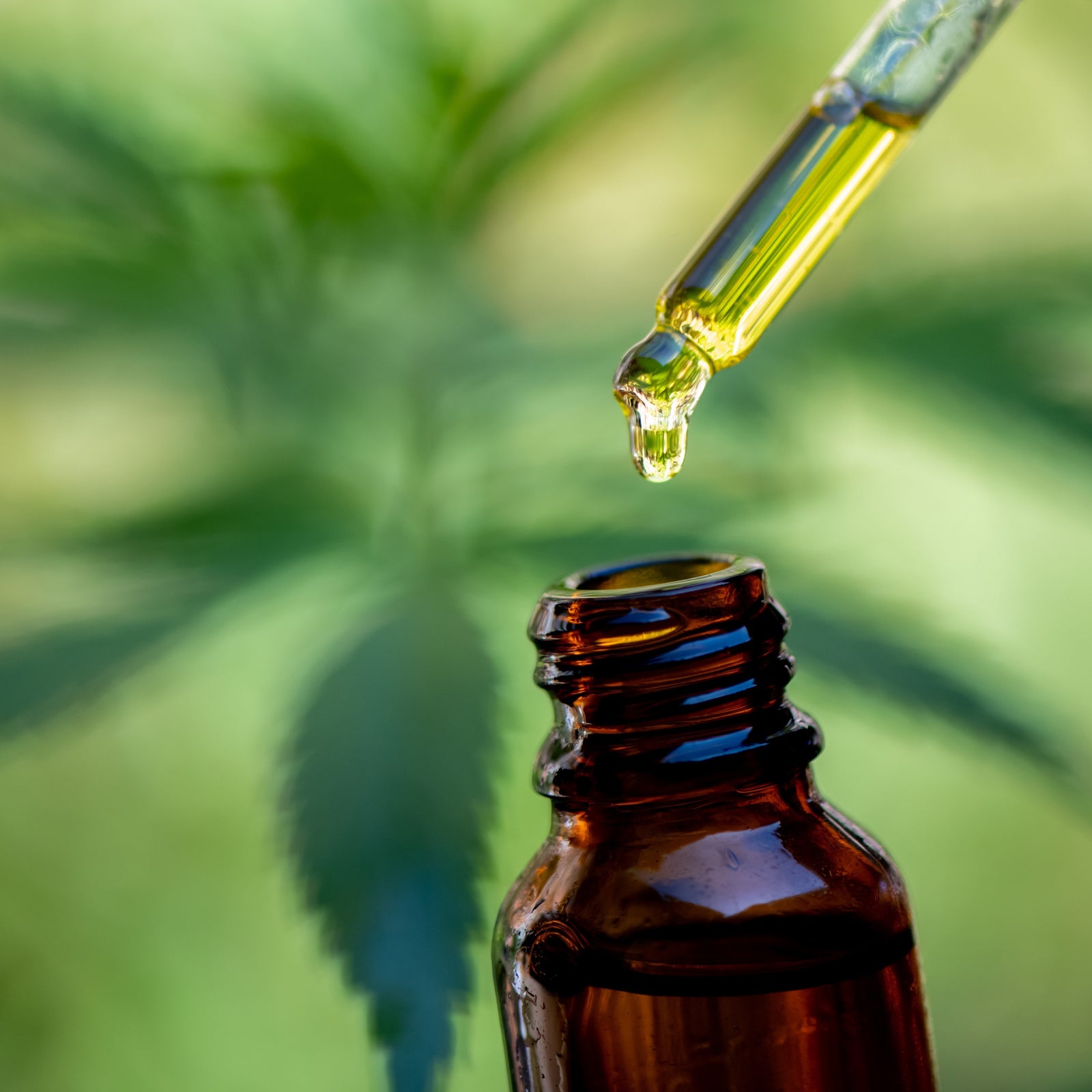 CBD Safety Advice for ‘Vulnerable Groups’ Issued by Food Standards Agency