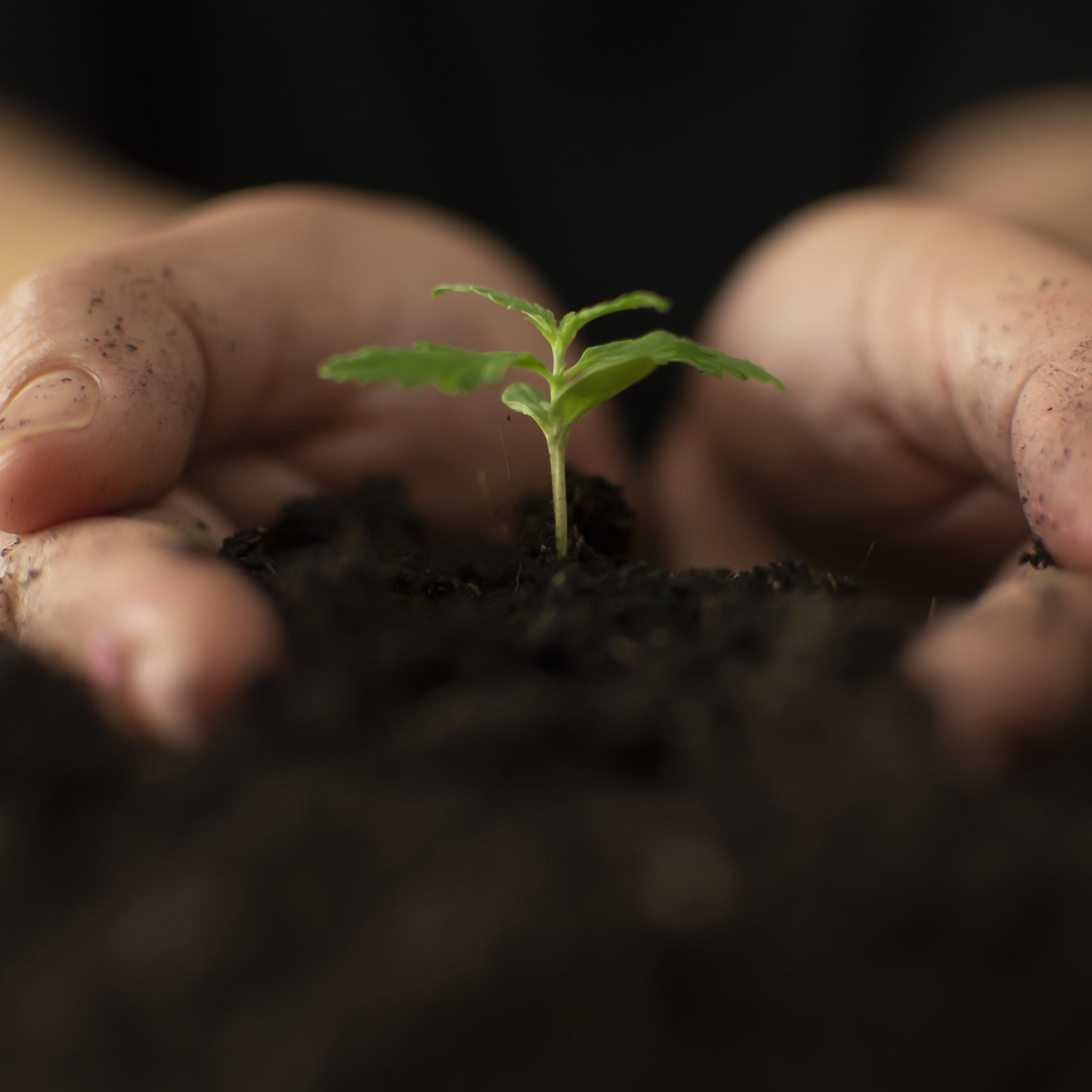 Quality & Consistency: Our Commitment