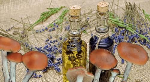 The Entourage Effect in Medicinal Mushrooms: What You Need to Know