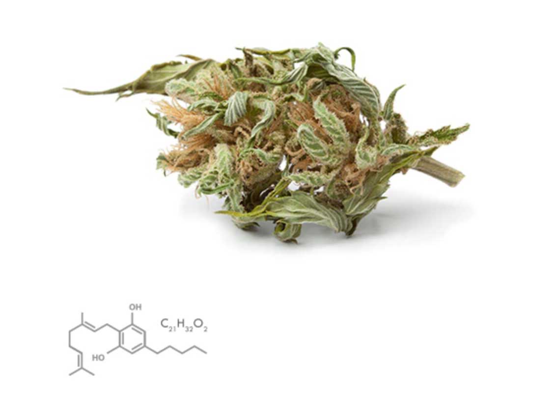 CBG Products:  What to Look for When Purchasing CBG Supplements