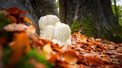 The Best Nootropic Combination for Brain Health: Lion's Mane and CBC Oil