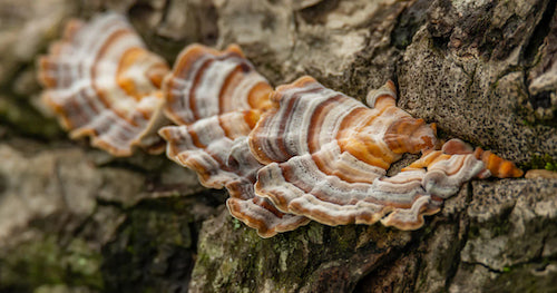 Benefits of Turkey Tail Mushroom for Health and Wellness